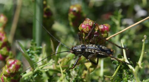 Poecilimon hamatus
